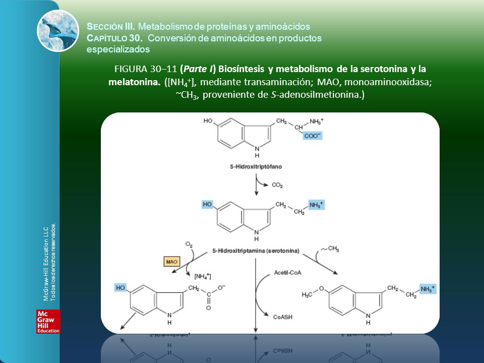 Sección III. Metabolismo de proteínas y aminoácidos