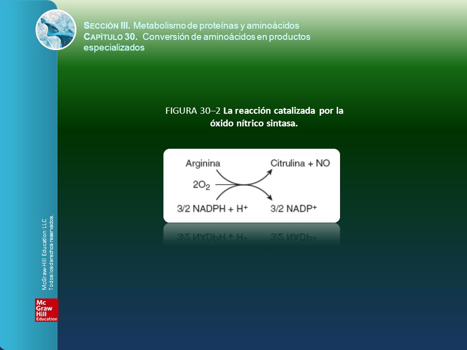 FIGURA 30–2 La reacción catalizada por la óxido nítrico sintasa.