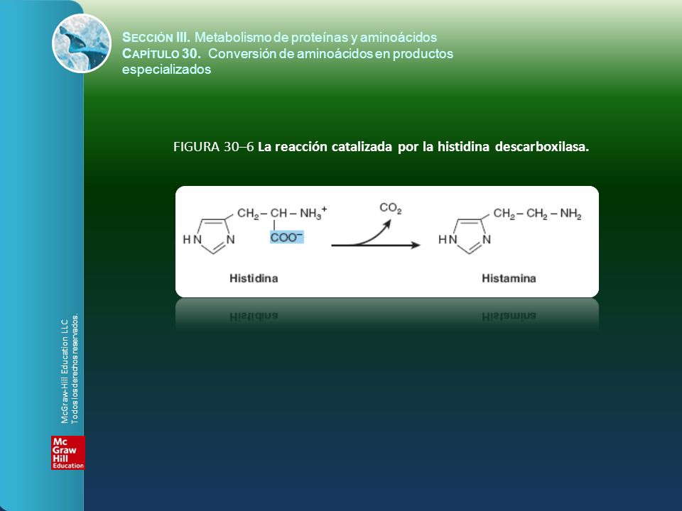 FIGURA 30–6 La reacción catalizada por la histidina descarboxilasa.