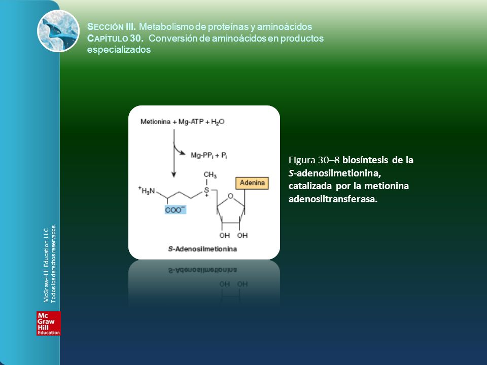 FIgura 30–8 biosíntesis de la S-adenosilmetionina,
