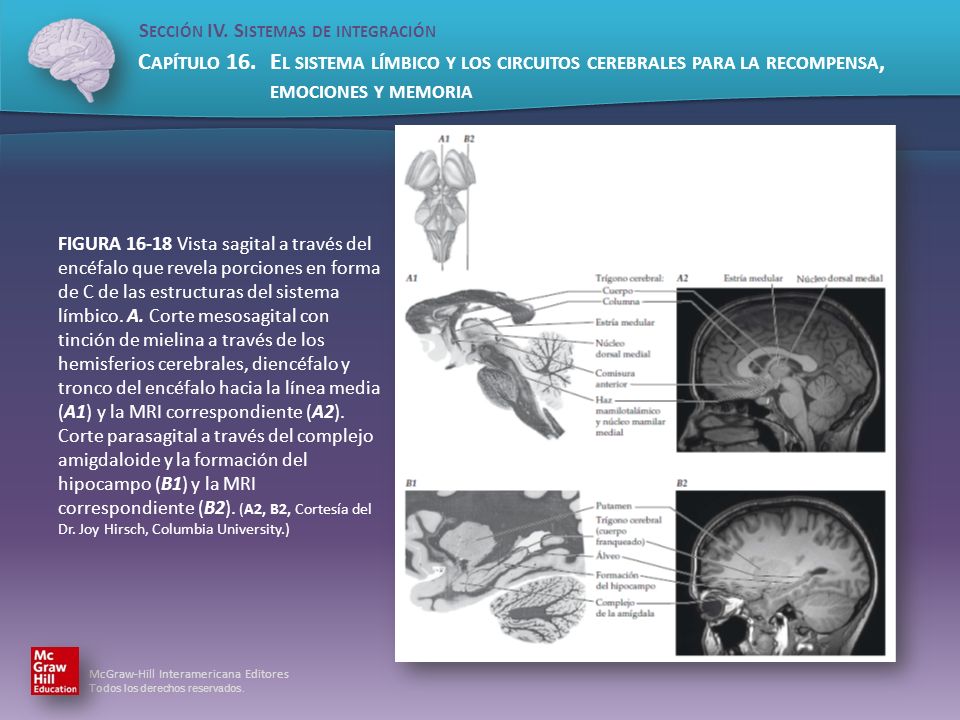 FIGURA Vista sagital a través del encéfalo que revela porciones en forma de C de las estructuras del sistema límbico.