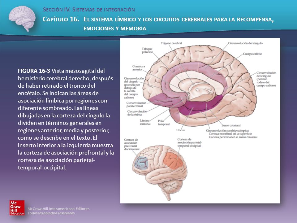 FIGURA 16-3 Vista mesosagital del hemisferio cerebral derecho, después de haber retirado el tronco del encéfalo.
