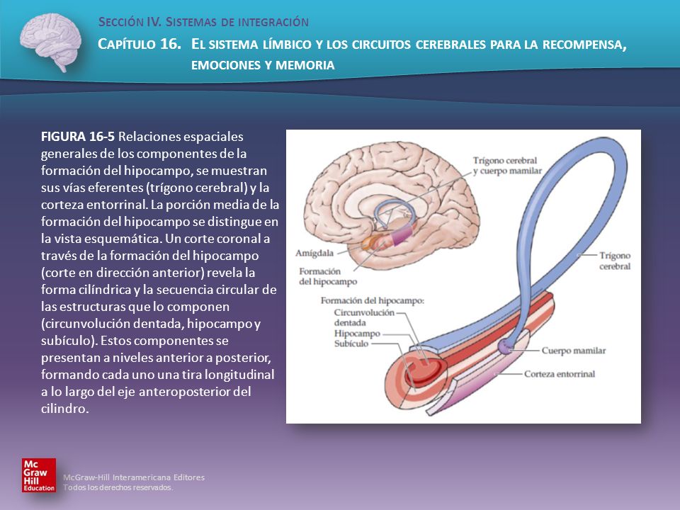 FIGURA 16-5 Relaciones espaciales generales de los componentes de la formación del hipocampo, se muestran sus vías eferentes (trígono cerebral) y la corteza entorrinal.