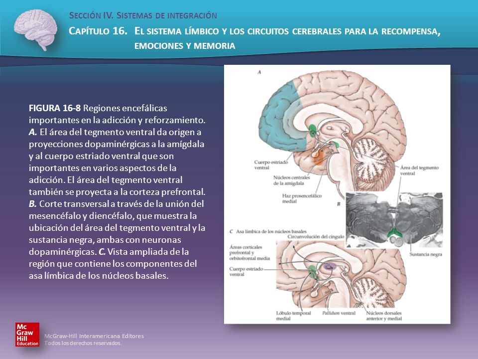 FIGURA 16-8 Regiones encefálicas importantes en la adicción y reforzamiento.