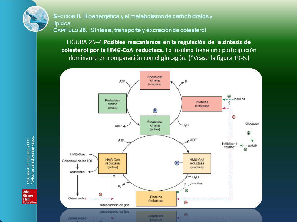 Sección II. Bioenergética y el metabolismo de carbohidratos y lípidos