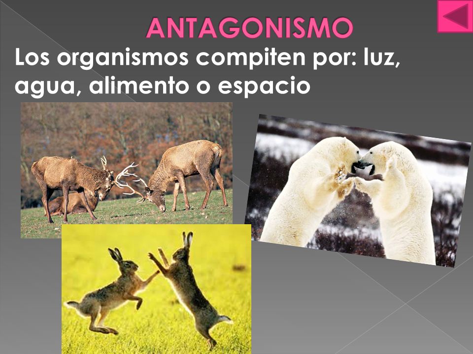 ANTAGONISMO Los organismos compiten por: luz, agua, alimento o espacio