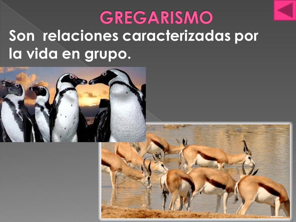 GREGARISMO Son relaciones caracterizadas por la vida en grupo.