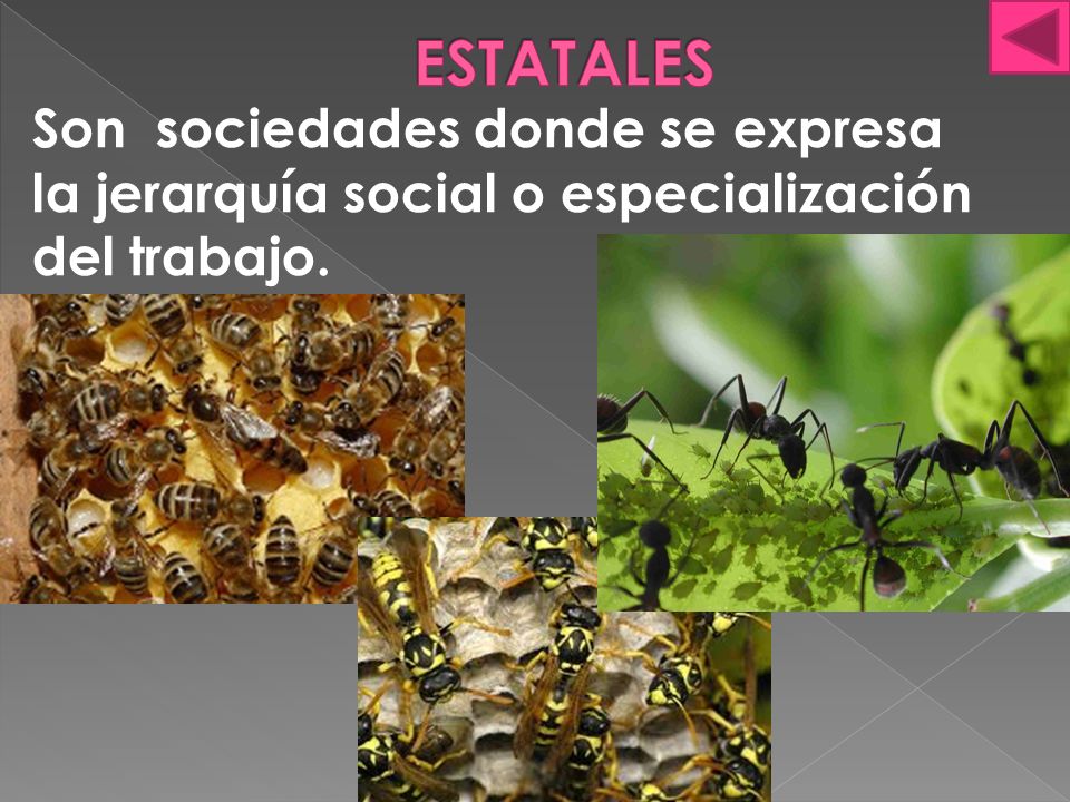 ESTATALES Son sociedades donde se expresa la jerarquía social o especialización del trabajo.