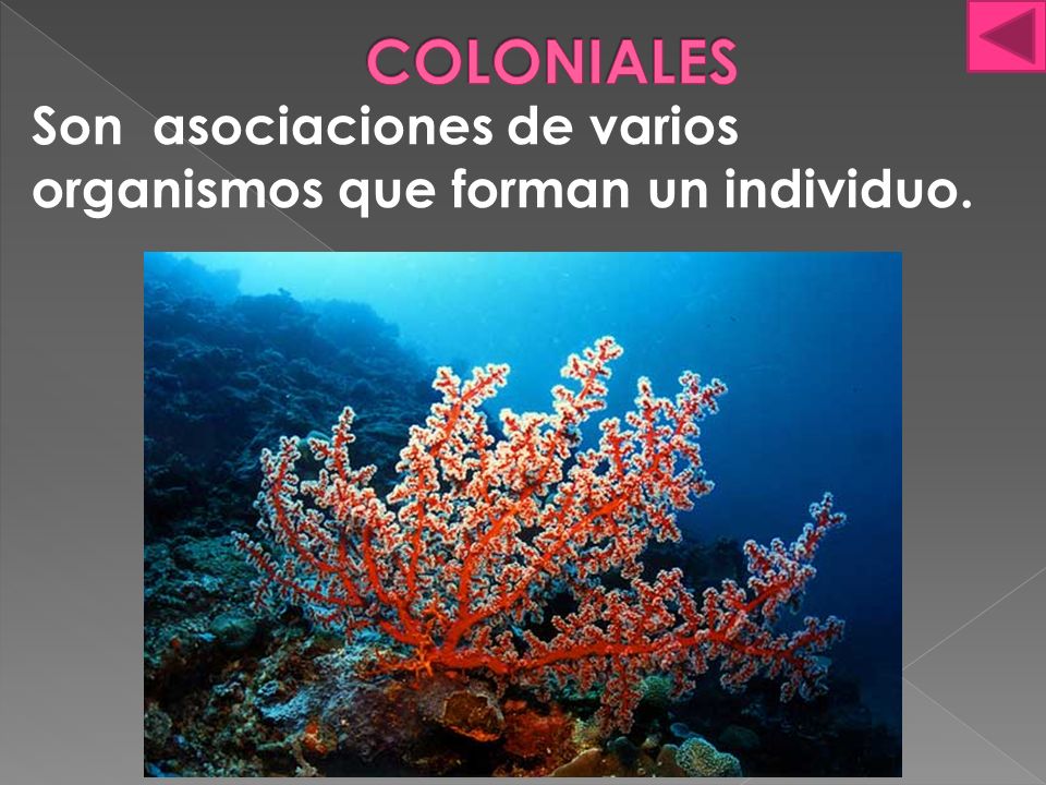 COLONIALES Son asociaciones de varios organismos que forman un individuo.