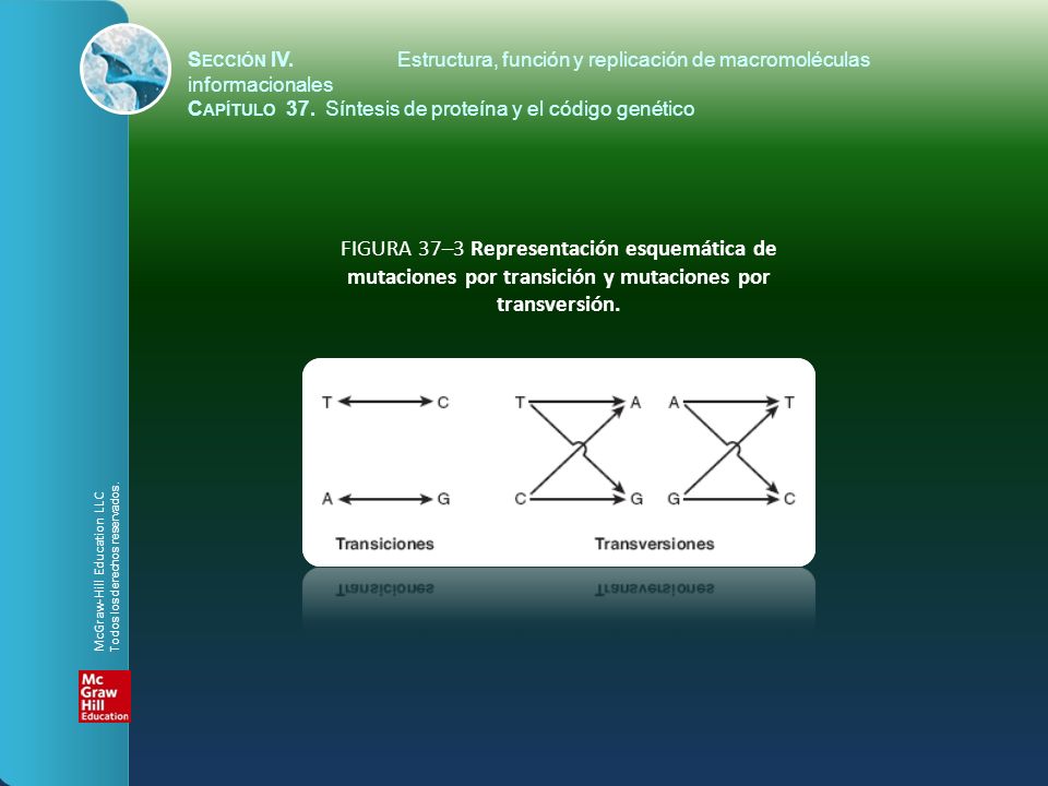 Sección IV. Estructura, función y replicación de macromoléculas informacionales