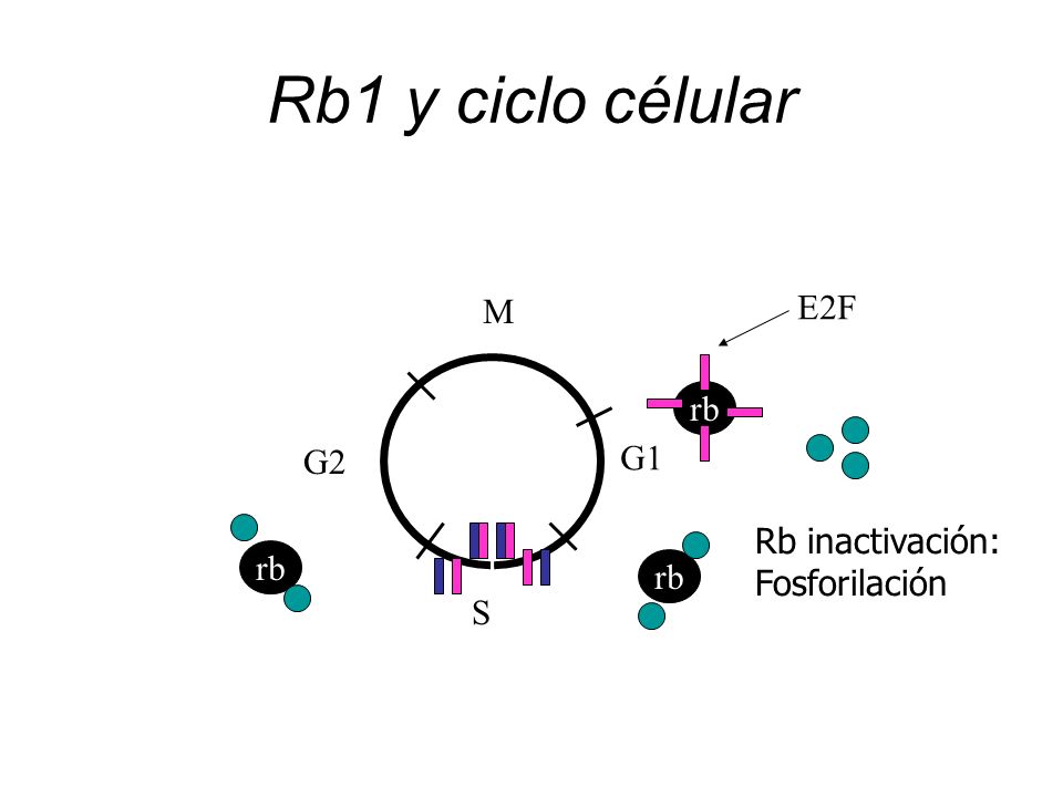Rb1 y ciclo célular E2F M rb G1 G2 Rb inactivación: Fosforilación rb