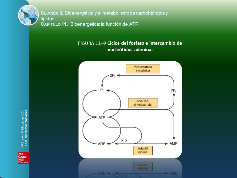 FIGURA 11–9 Ciclos del fosfato e intercambio de nucleótidos adenina.