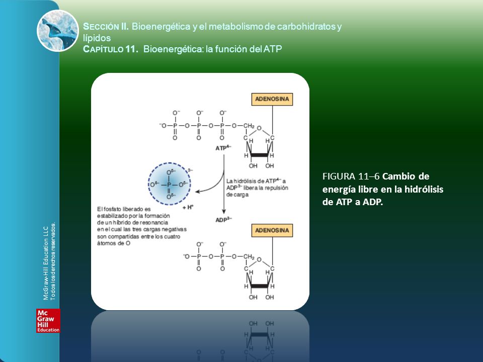 FIGURA 11–6 Cambio de energía libre en la hidrólisis de ATP a ADP.