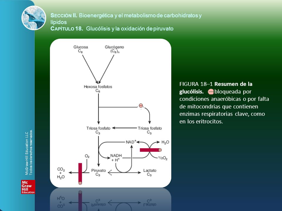 Sección II. Bioenergética y el metabolismo de carbohidratos y lípidos