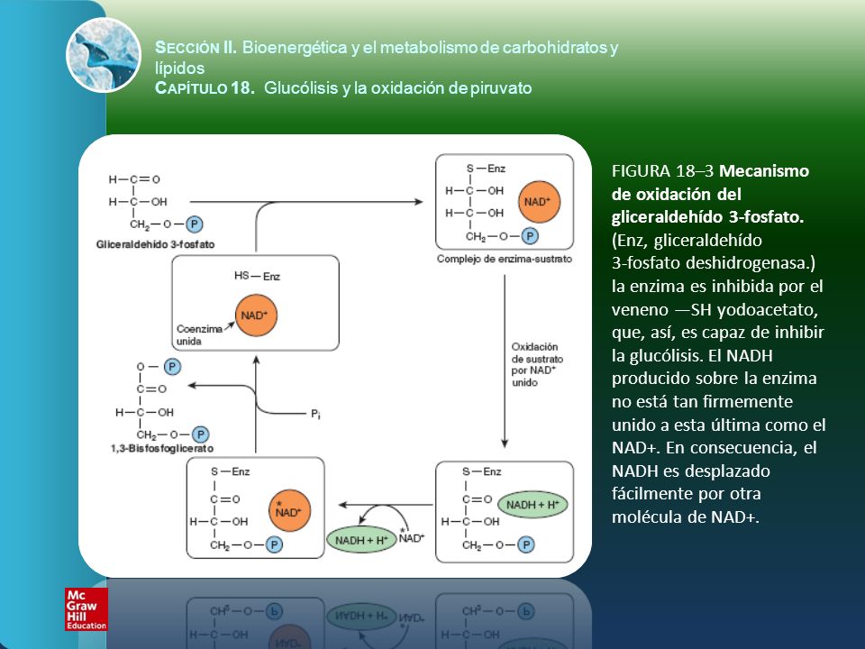 Sección II. Bioenergética y el metabolismo de carbohidratos y lípidos