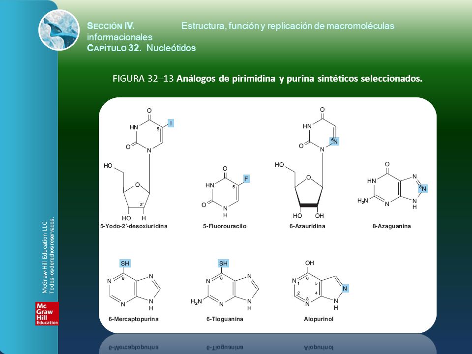 FIGURA 32–13 Análogos de pirimidina y purina sintéticos seleccionados.