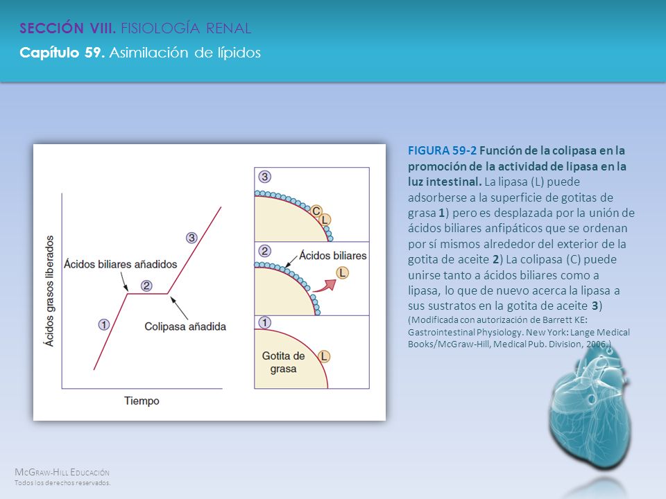 FIGURA 59-2 Función de la colipasa en la promoción de la actividad de lipasa en la luz intestinal.
