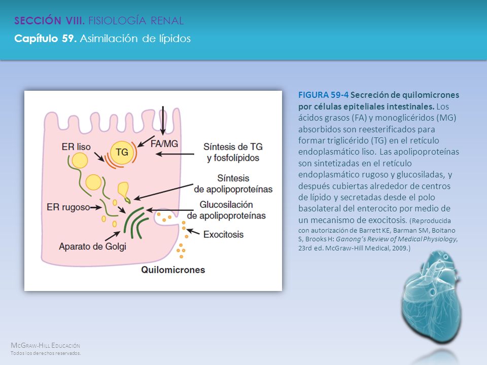 FIGURA 59-4 Secreción de quilomicrones por células epiteliales intestinales.