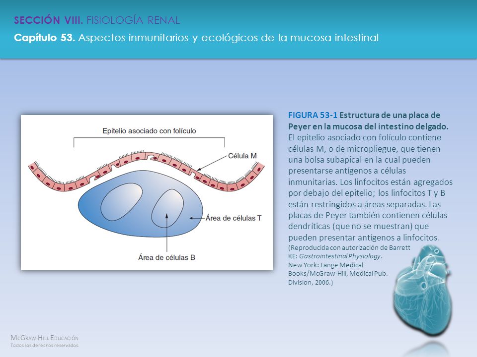 FIGURA 53-1 Estructura de una placa de Peyer en la mucosa del intestino delgado.