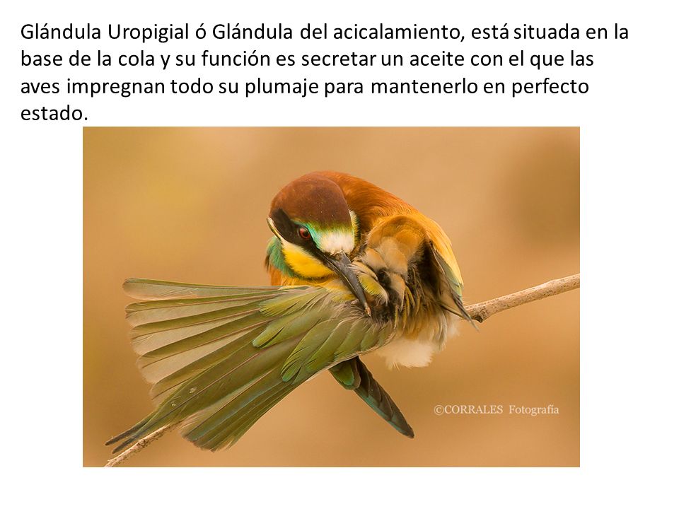 Glándula Uropigial ó Glándula del acicalamiento, está situada en la base de la cola y su función es secretar un aceite con el que las aves impregnan todo su plumaje para mantenerlo en perfecto estado.