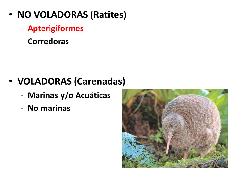 Tipos de Aves NO VOLADORAS (Ratites) VOLADORAS (Carenadas)