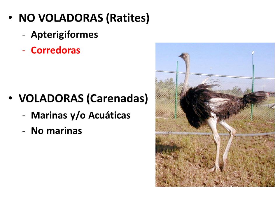 Tipos de Aves NO VOLADORAS (Ratites) VOLADORAS (Carenadas)