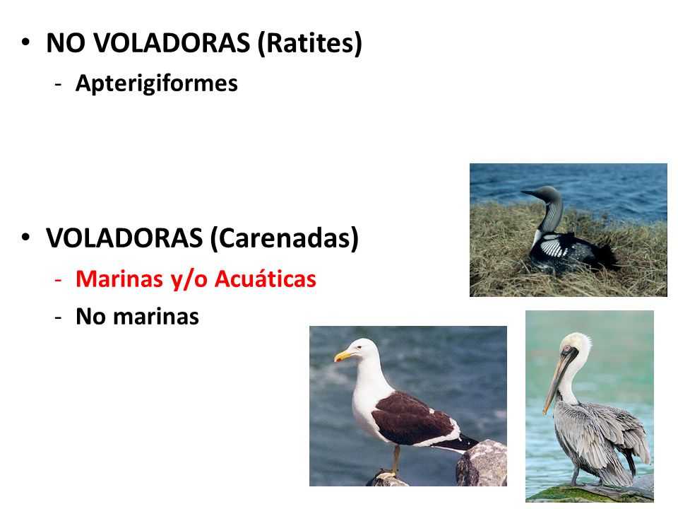 Tipos de Aves NO VOLADORAS (Ratites) VOLADORAS (Carenadas)