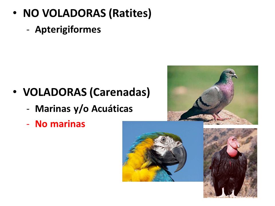 Tipos de Aves NO VOLADORAS (Ratites) VOLADORAS (Carenadas)