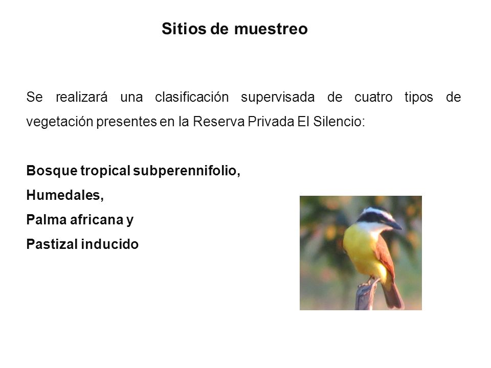 Sitios de muestreo. Se realizará una clasificación supervisada de cuatro tipos de vegetación presentes en la Reserva Privada El Silencio:
