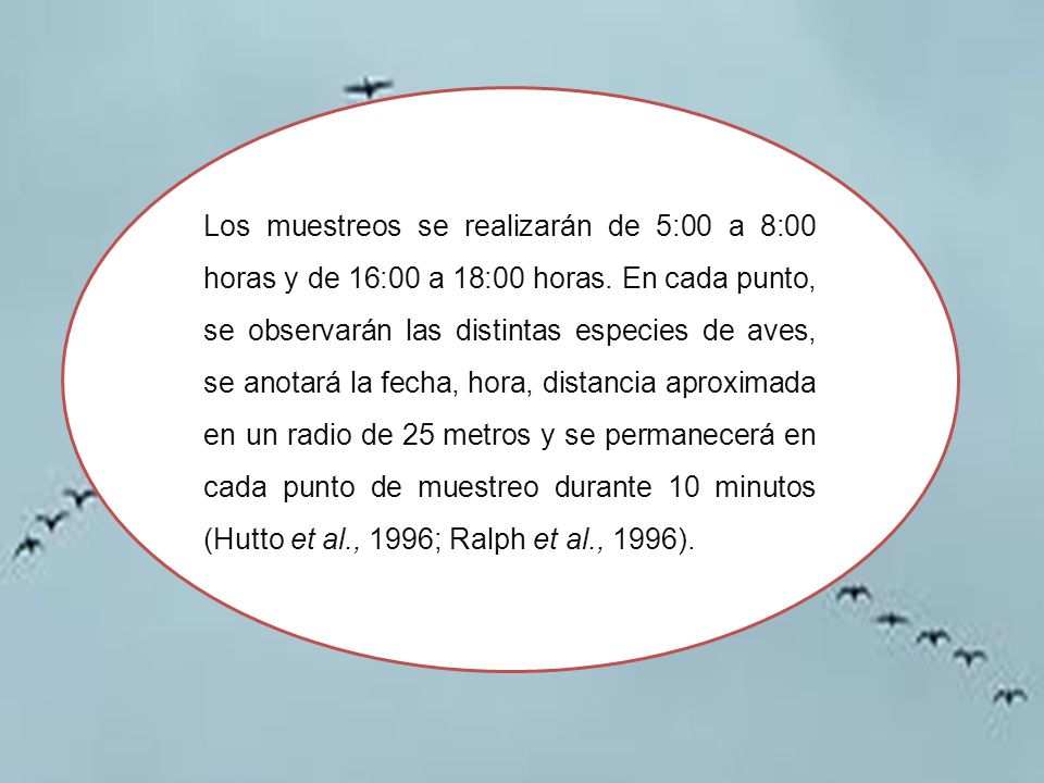 Los muestreos se realizarán de 5:00 a 8:00 horas y de 16:00 a 18:00 horas. En cada punto, se observarán las distintas especies de aves, se anotará la fecha, hora, distancia aproximada en un radio de 25 metros y se permanecerá en cada punto de muestreo durante 10 minutos (Hutto et al., 1996; Ralph et al., 1996).
