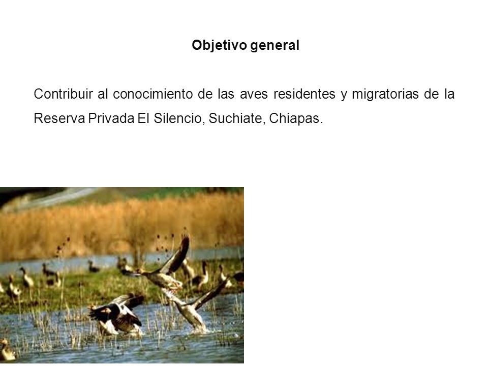 Objetivo general Contribuir al conocimiento de las aves residentes y migratorias de la Reserva Privada El Silencio, Suchiate, Chiapas.