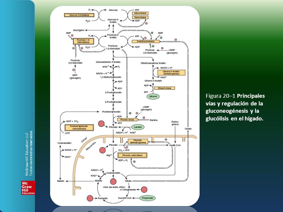 Figura 20–1 Principales vías y regulación de la gluconeogénesis y la glucólisis en el hígado.