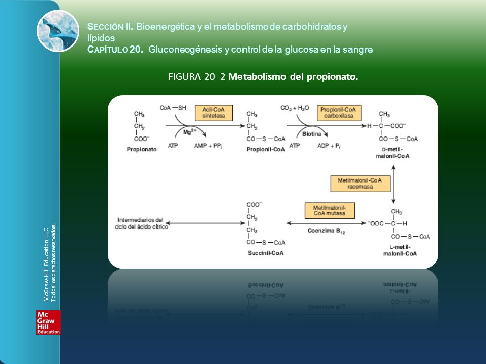 FIGURA 20–2 Metabolismo del propionato.