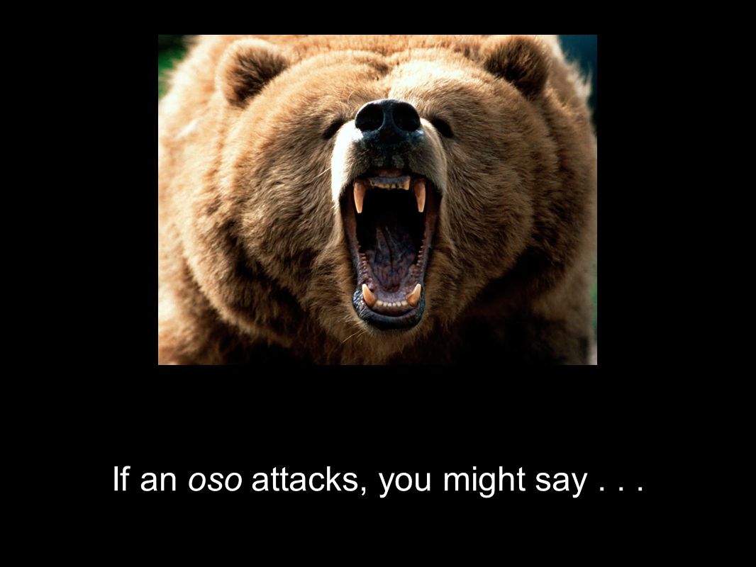 If an oso attacks, you might say . . .
