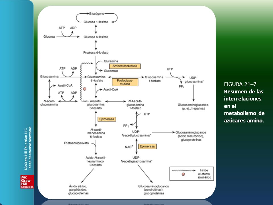 FIGURA 21–7 Resumen de las interrelaciones en el metabolismo de azúcares amino.