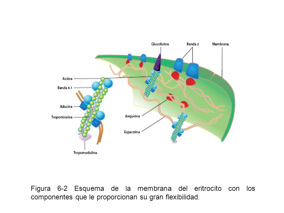Figura 6-2 Esquema de la membrana del eritrocito con los componentes que le proporcionan su gran flexibilidad.