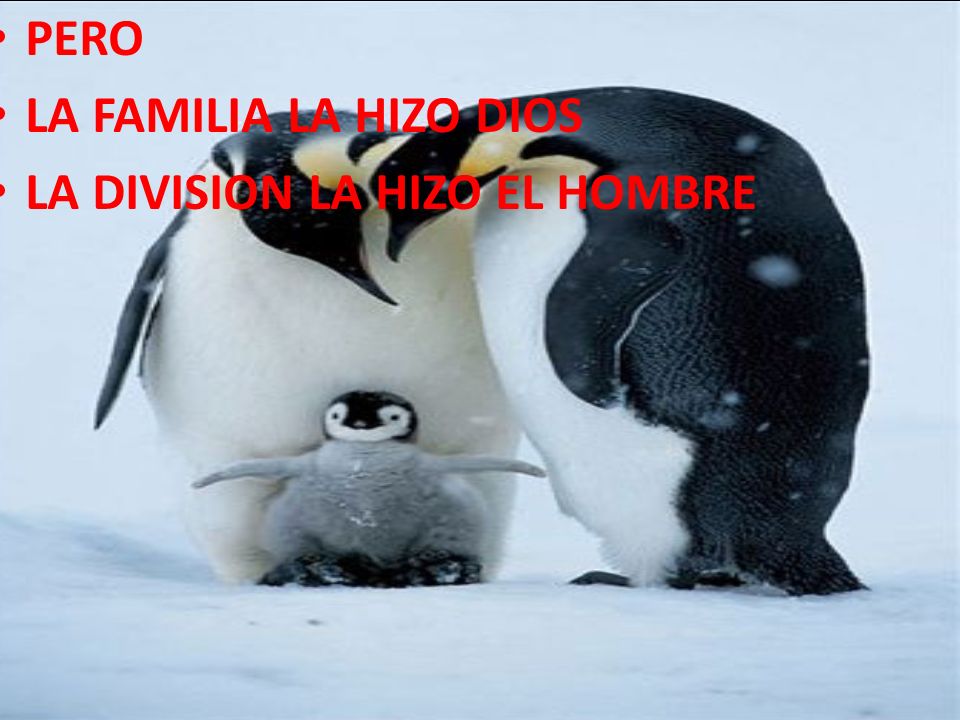 PERO LA FAMILIA LA HIZO DIOS LA DIVISION LA HIZO EL HOMBRE