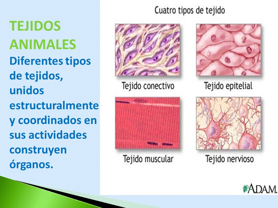 TEJIDOS ANIMALES Diferentes tipos de tejidos, unidos estructuralmente y coordinados en sus actividades construyen órganos.