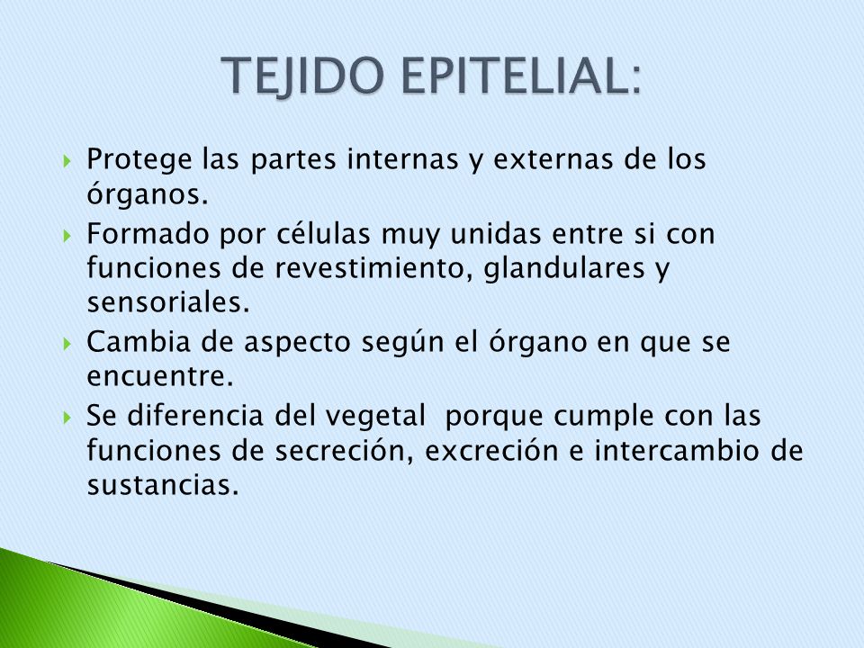 TEJIDO EPITELIAL: Protege las partes internas y externas de los órganos.