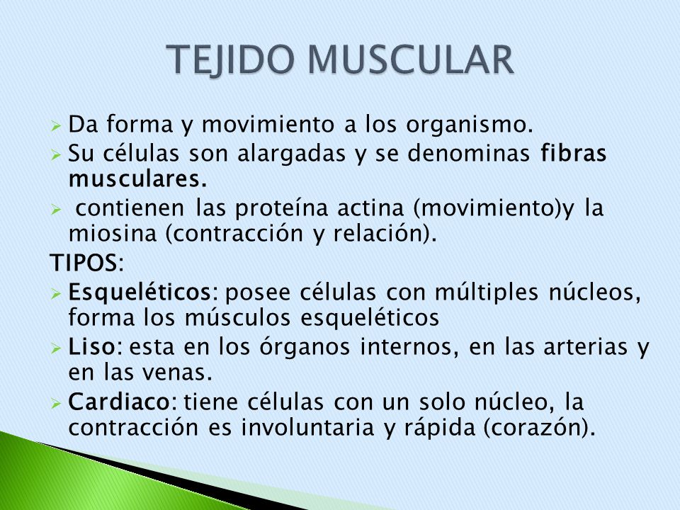 TEJIDO MUSCULAR Da forma y movimiento a los organismo.