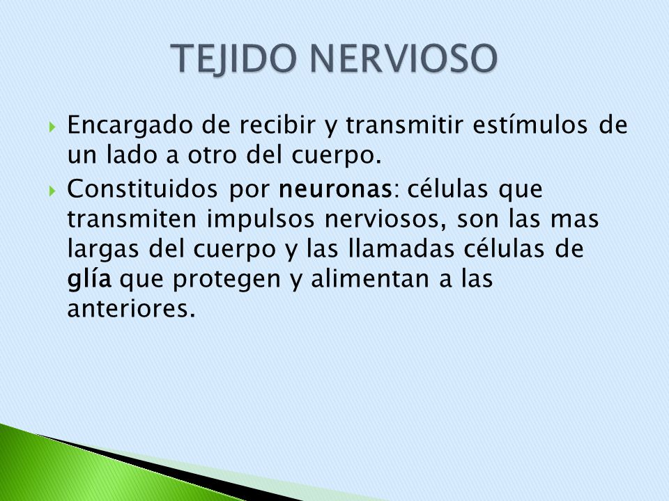 TEJIDO NERVIOSO Encargado de recibir y transmitir estímulos de un lado a otro del cuerpo.