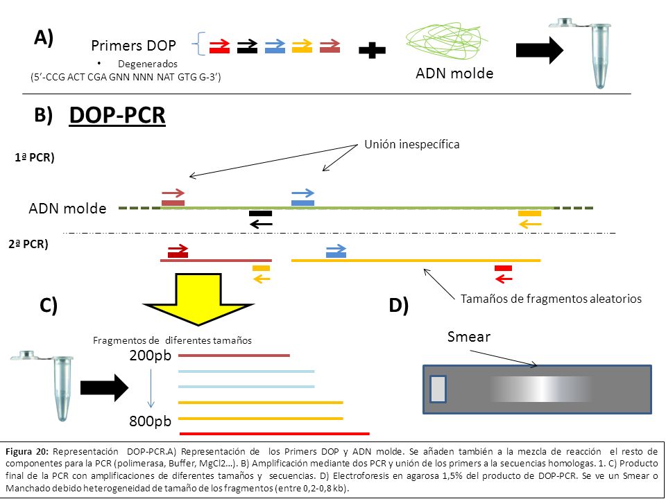 DOP-PCR A) B) C) D) Primers DOP ADN molde Smear 200pb 800pb