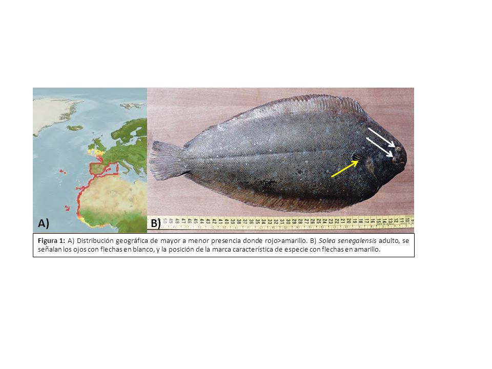 Figura 1: A) Distribución geográfica de mayor a menor presencia donde rojo>amarillo. B) Solea senegalensis adulto, se señalan los ojos con flechas en blanco, y la posición de la marca característica de especie con flechas en amarillo.