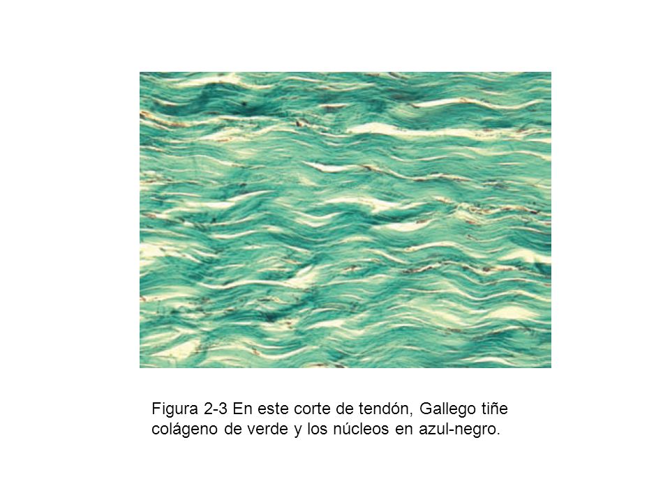 Figura 2-3 En este corte de tendón, Gallego tiñe colágeno de verde y los núcleos en azul-negro.