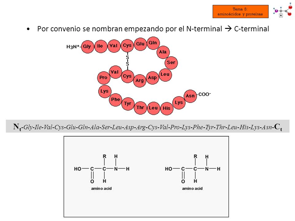 Por convenio se nombran empezando por el N-terminal  C-terminal