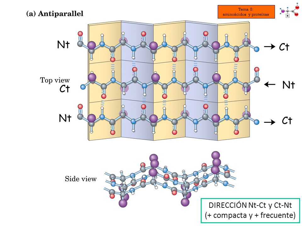 Nt Ct Ct Ct DIRECCIÓN Nt-Ct y Ct-Nt (+ compacta y + frecuente) Nt Nt