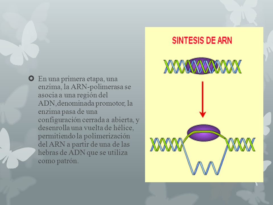 En una primera etapa, una enzima, la ARN-polimerasa se asocia a una región del ADN,denominada promotor, la enzima pasa de una configuración cerrada a abierta, y desenrolla una vuelta de hélice, permitiendo la polimerización del ARN a partir de una de las hebras de ADN que se utiliza como patrón.
