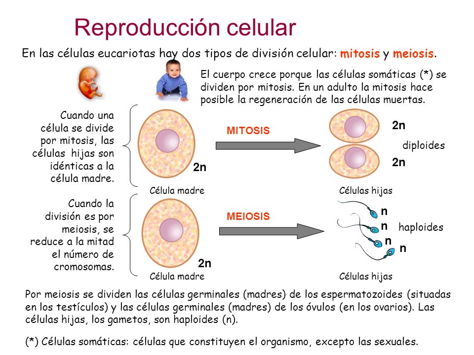 Reproducción celular En las células eucariotas hay dos tipos de división celular: mitosis y meiosis.