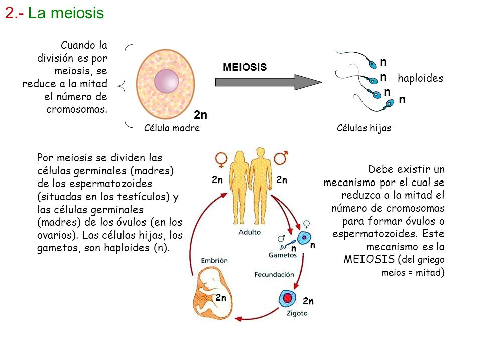 2.- La meiosis Cuando la división es por meiosis, se reduce a la mitad el número de cromosomas. n.