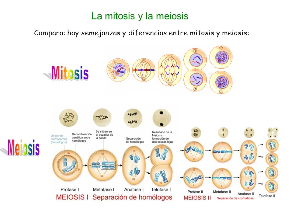 Mitosis Meiosis La mitosis y la meiosis